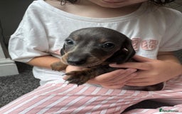 Dachshund dogs for sale: Miniature dachshunds ready now 💗 - Image 5
