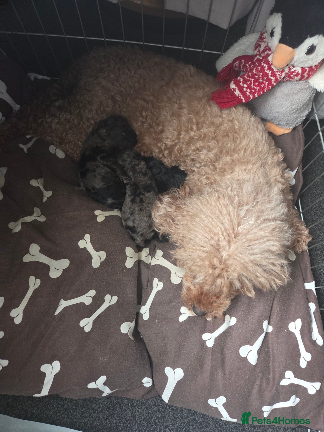 Cockapoo dogs for sale: Puppy cockapoos  - Advert 10