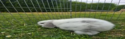 Mini Lop rabbits for sale: Mini Lops **2x boys left** - Advert 7