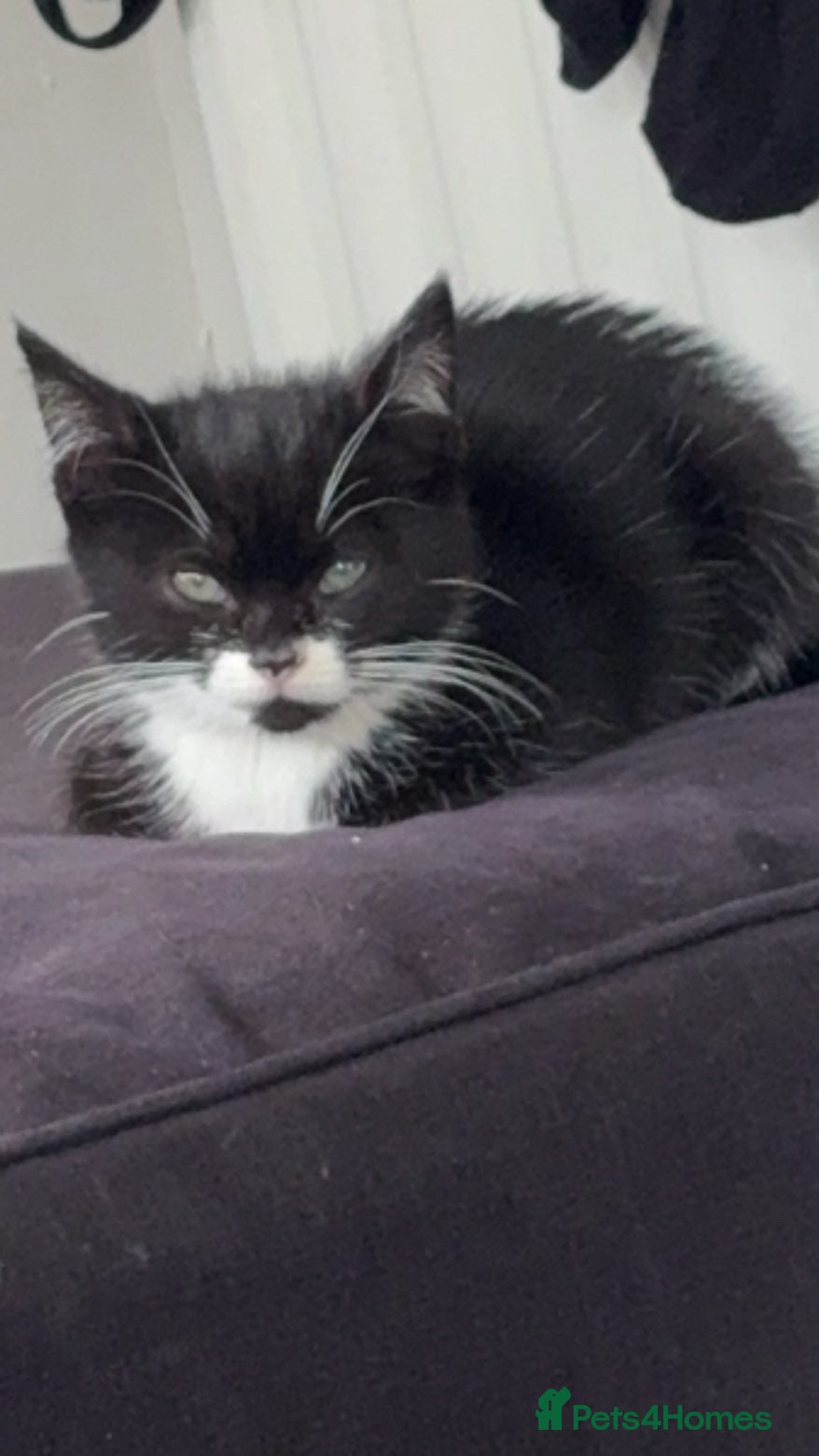 Mixed Breed cats Mixed breed kitten  - Advert 18