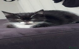 Mixed Breed cats for sale: Mixed breed kitten  - Image 1
