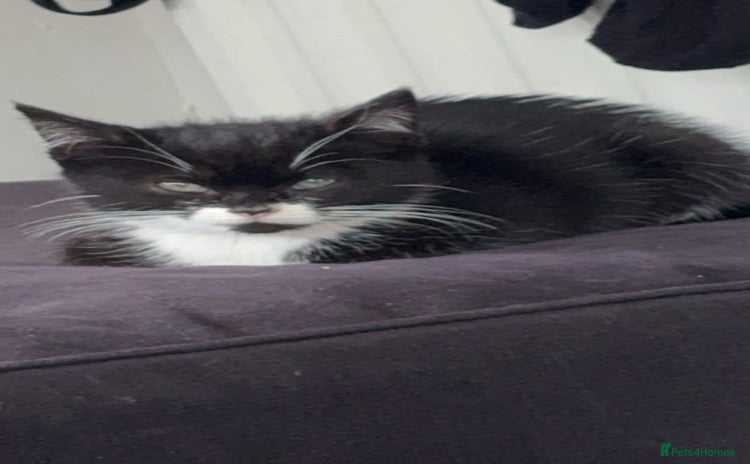 Mixed Breed cats - Advert 2