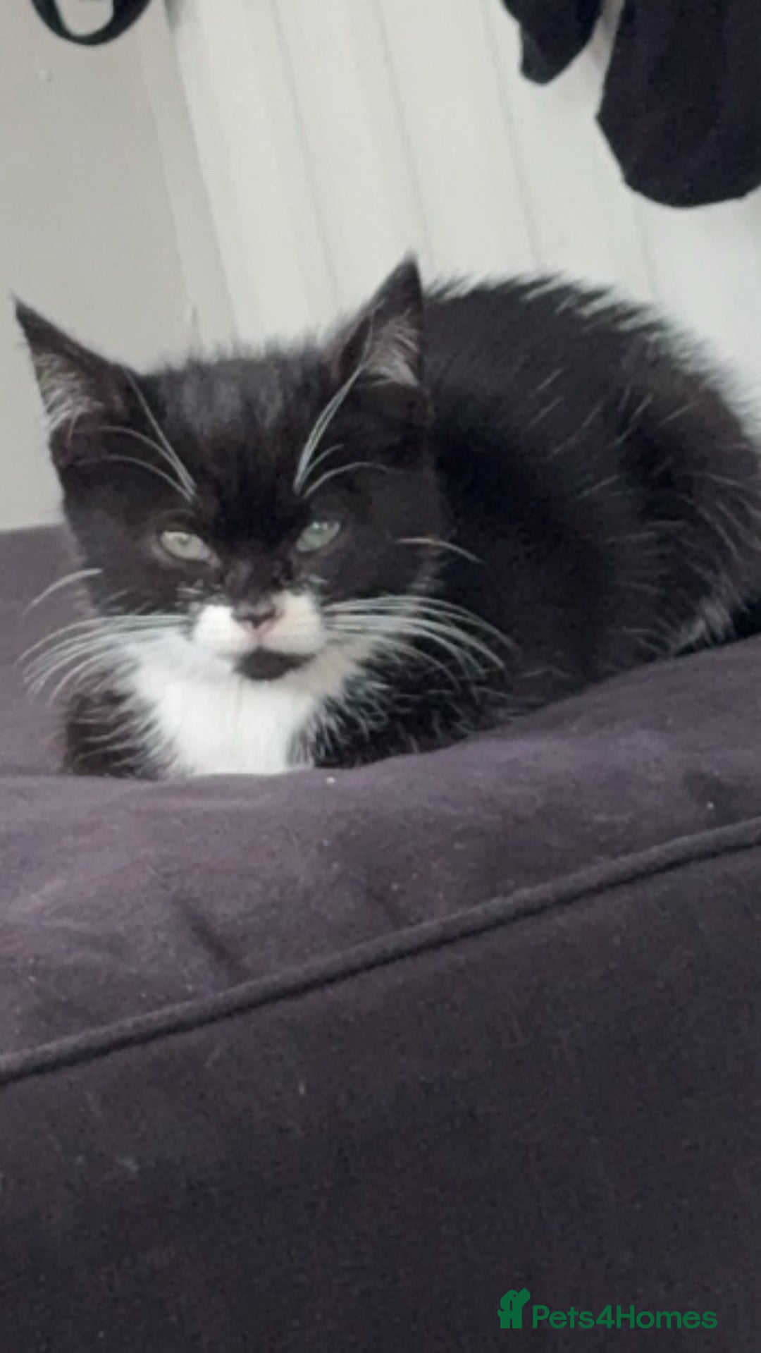 Mixed Breed cats for sale: Mixed breed kitten  - Image 1