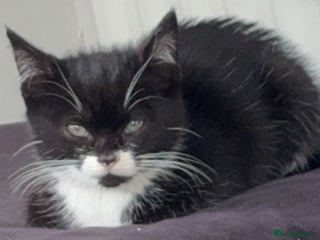 Mixed Breed cats - Advert 2