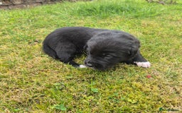Labrador Retriever dogs for sale: Borador puppies! - Image 7