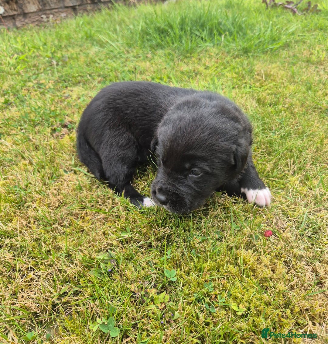 Labrador Retriever dogs for sale: Borador puppies! - Image 7