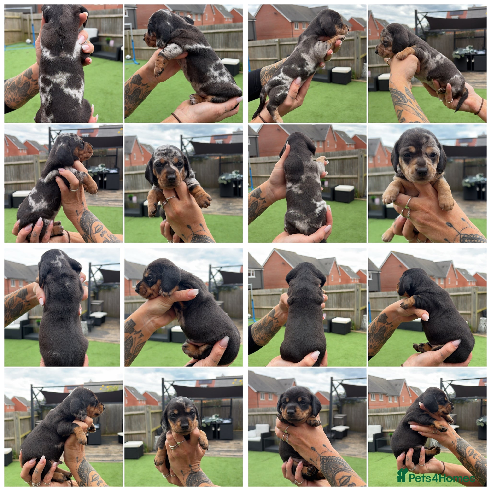 Miniature Dachshund dogs Beautiful KC registered Miniature Dachshunds  - Advert 15