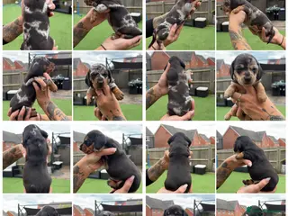 Miniature Dachshund dogs Beautiful KC registered Miniature Dachshunds - Advert 3