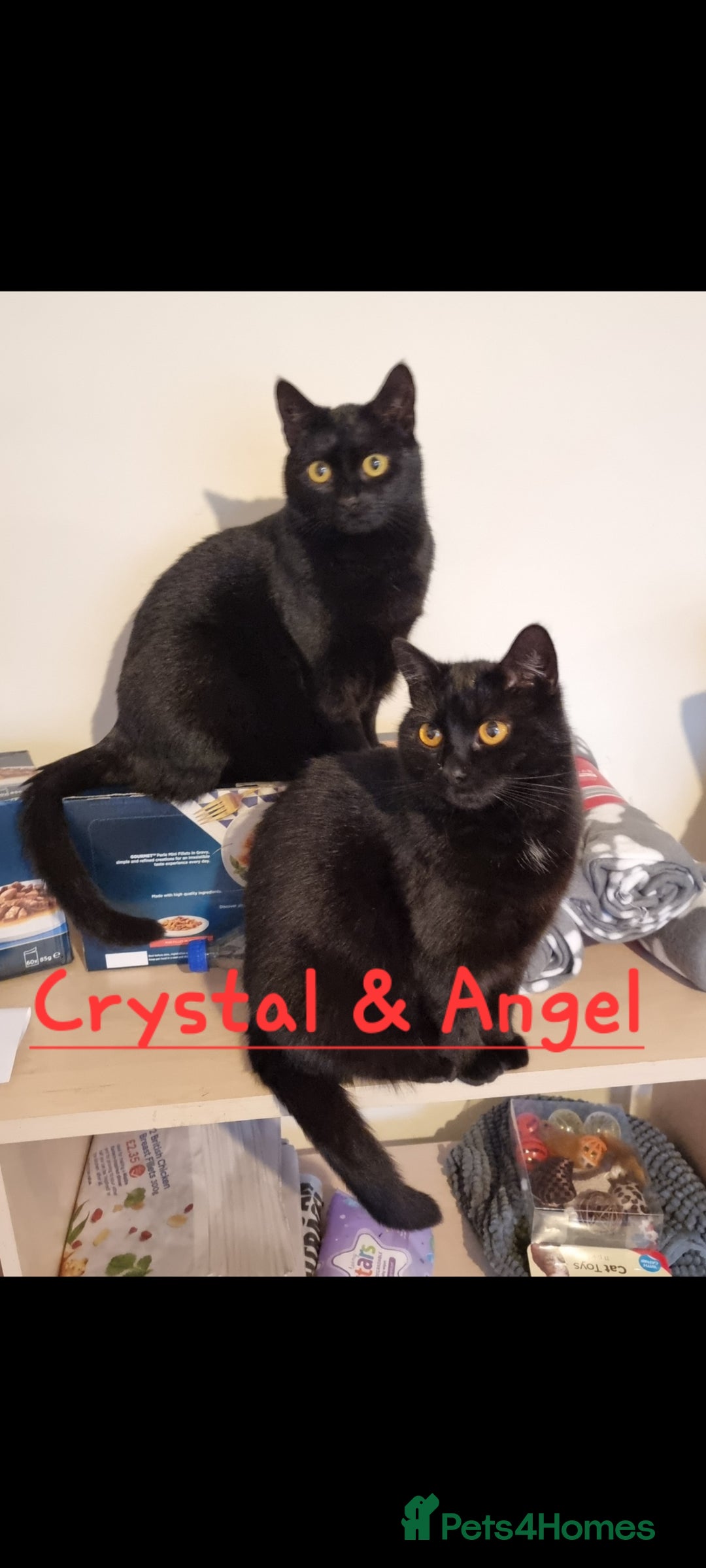 Domestic Shorthair cats for sale: 4 BLACK CATS FOR REHOME. - Advert 4