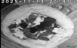 Siberian Husky dogs for sale: 6 pure breed husky pups  - Advert 4