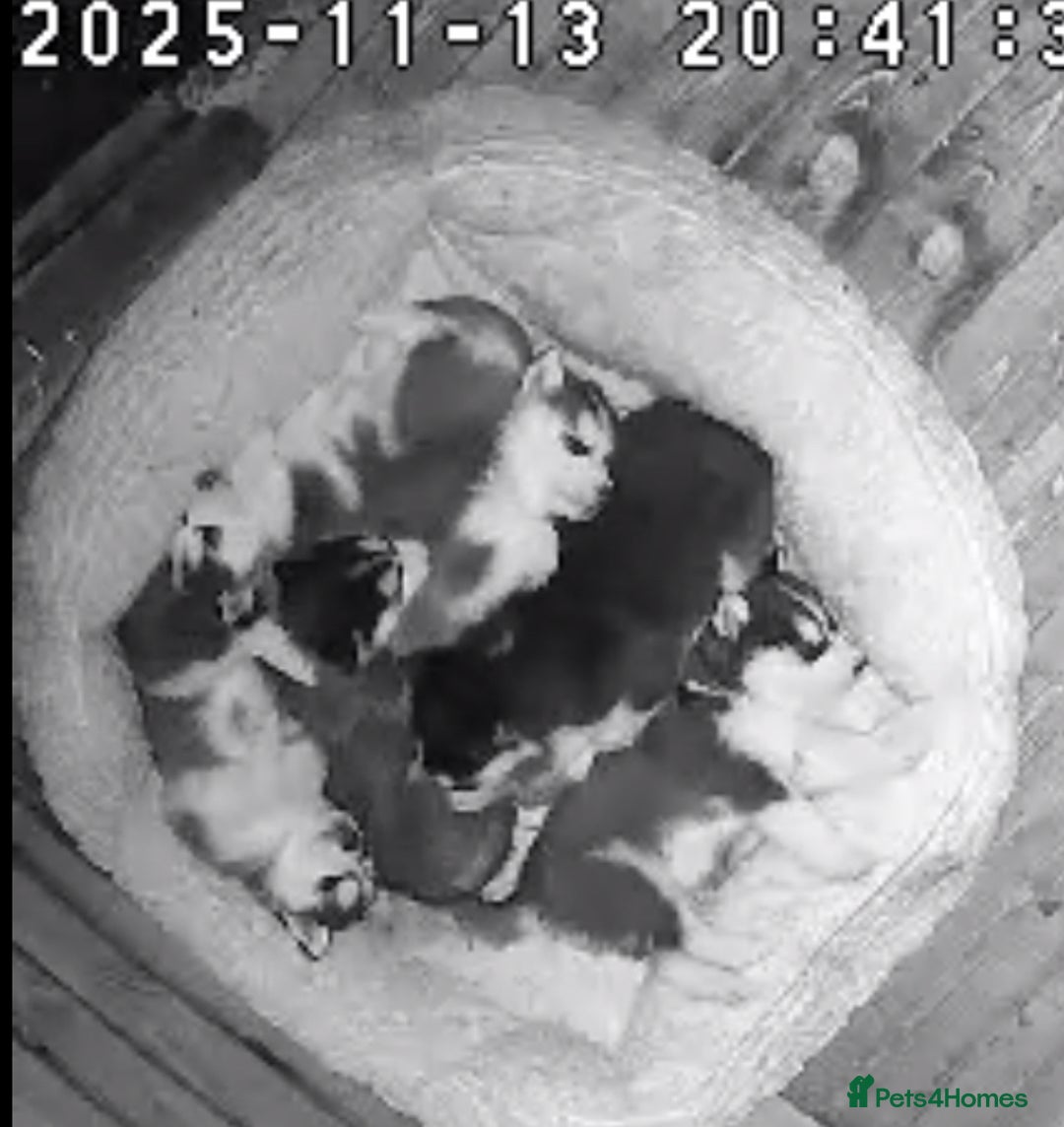 Siberian Husky dogs for sale: 6 pure breed husky pups  - Advert 4