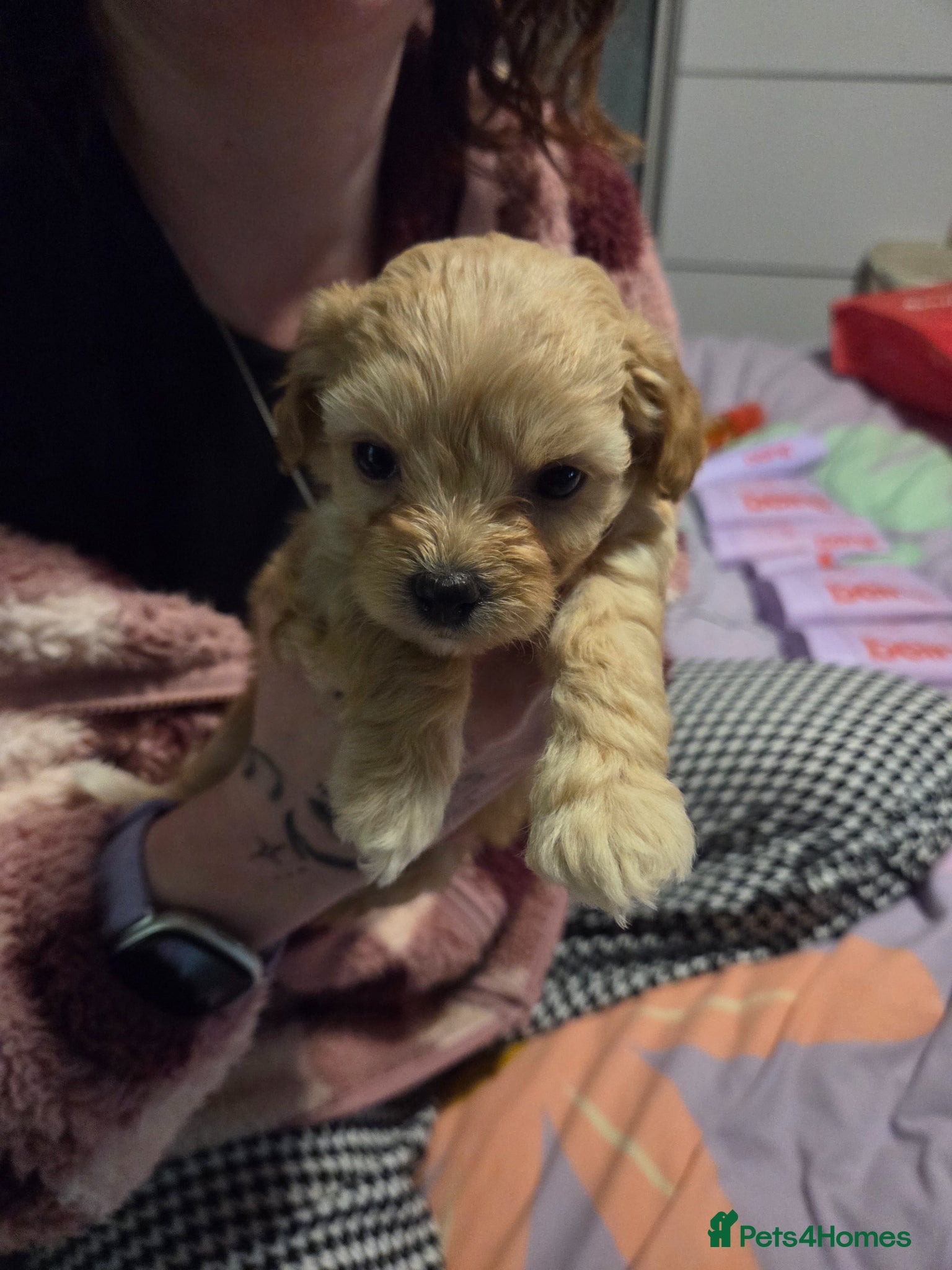 Chipoo dogs for sale:  Chihuahua x miniature poodles  in Leicester - Advert 20