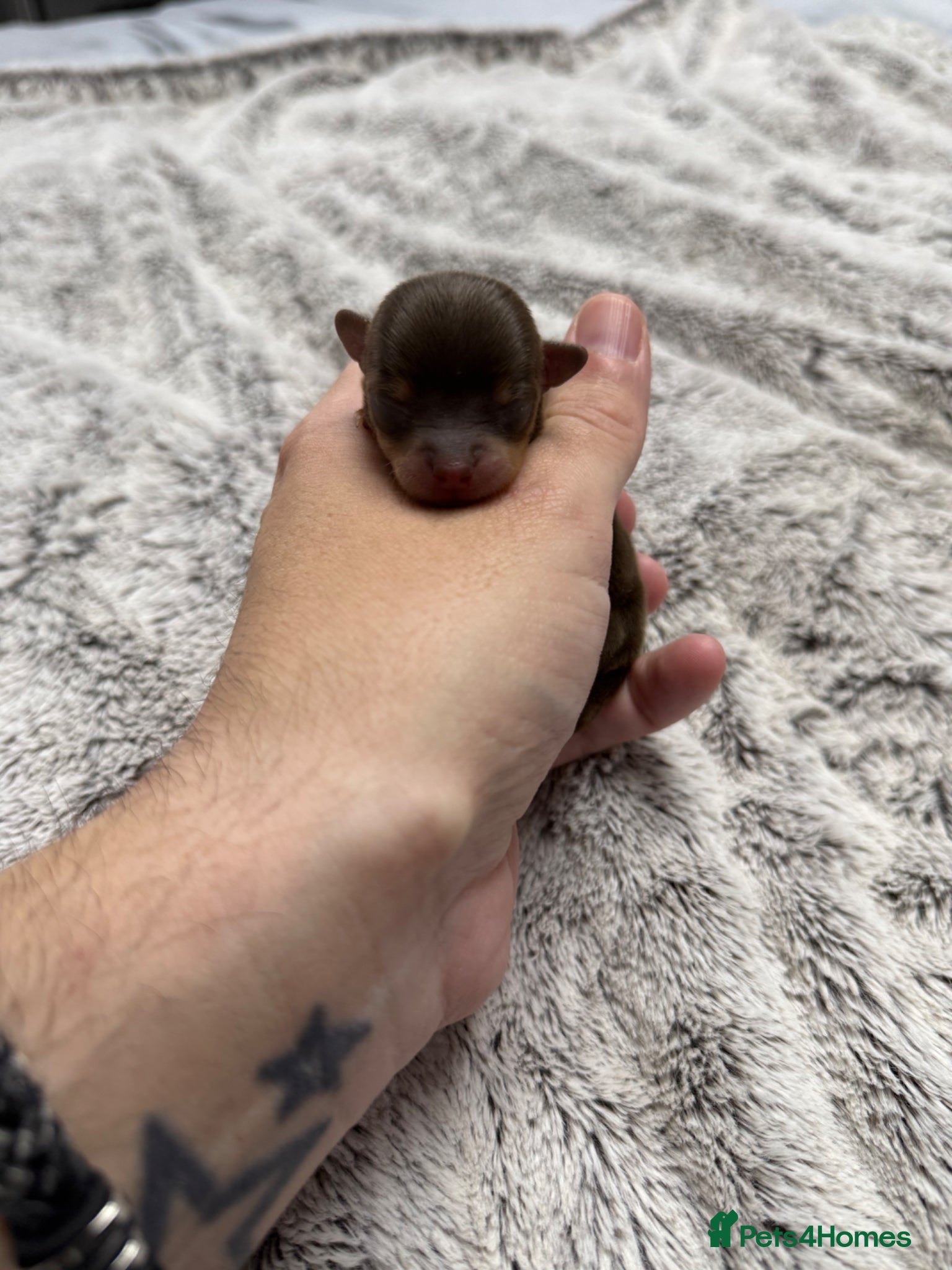 Chipoo dogs for sale: 💎 EXQUISITE TINY CHIPOO PUPPIES AVAILABLE 💎  - Advert 5