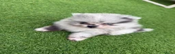 Pomeranian dogs for sale: 5 ⭐️ Pomeranian puppies  - Advert 2