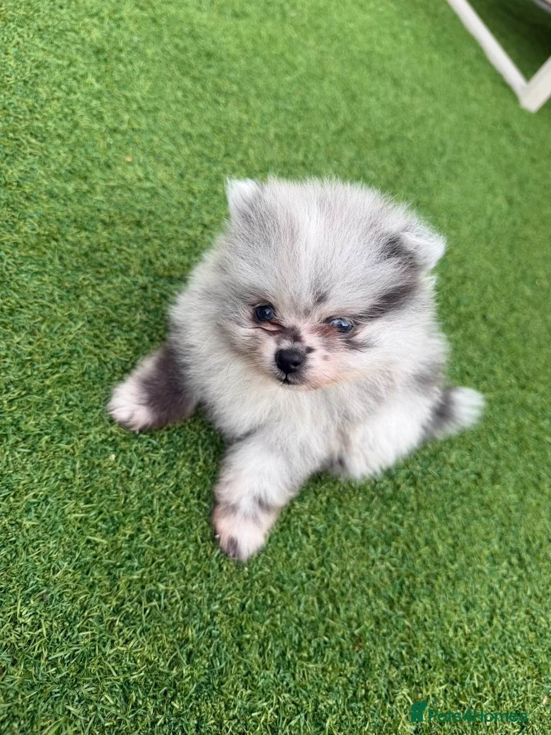 Pomeranian dogs for sale: 5 ⭐️ Pomeranian puppies  - Advert 2