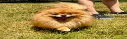 Pomeranian dogs for adoption: FLORENCE – Miniature Pomeranian in Caterham - Advert 4