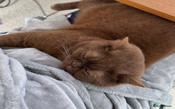 British Shorthair cats for sale: Cinnamon female British shorthair kitten - Image 9