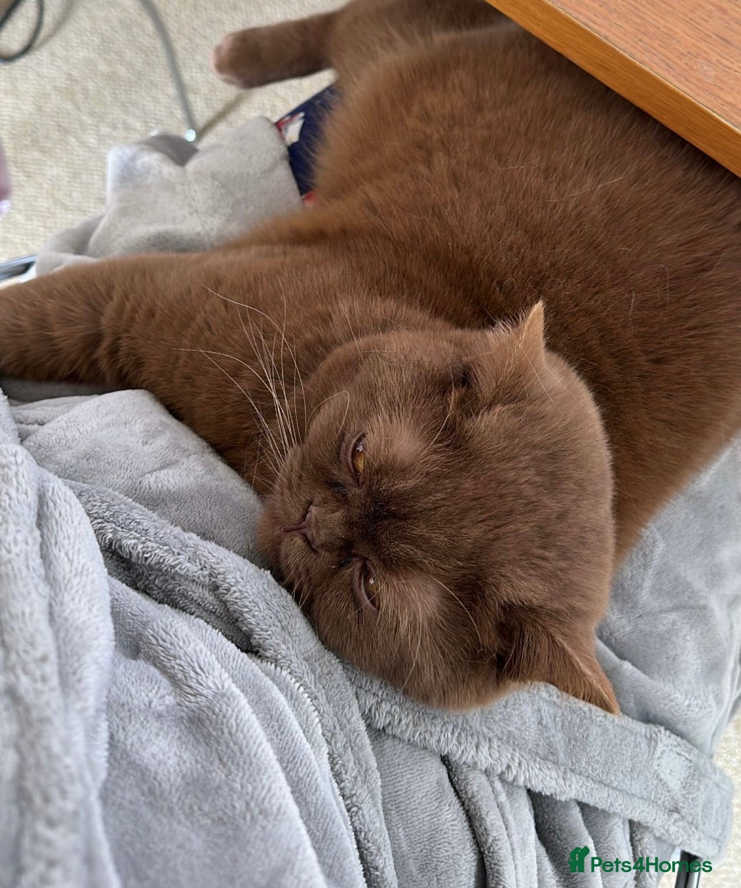 British Shorthair cats for sale: Cinnamon female British shorthair kitten - Image 9