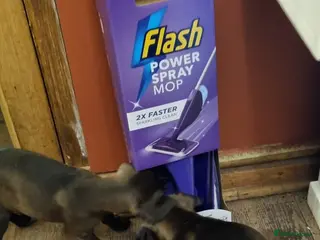 Mixed Breed dogs Stunning Lurcher pups for sale - Advert 1