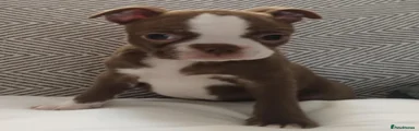 Boston Terrier 1