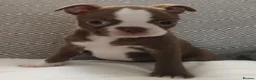 Boston Terrier dogs for sale: £1600 KC reg Boston terrier pups - Advert 5