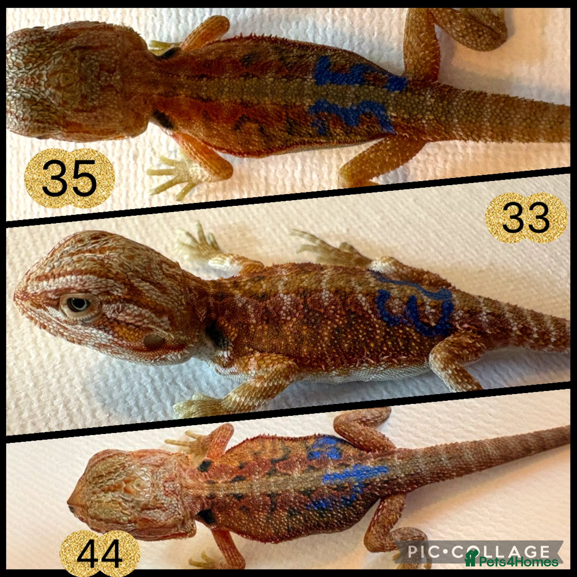 Bearded Dragon reptiles Stunning baby bearded dragons - Advert 2