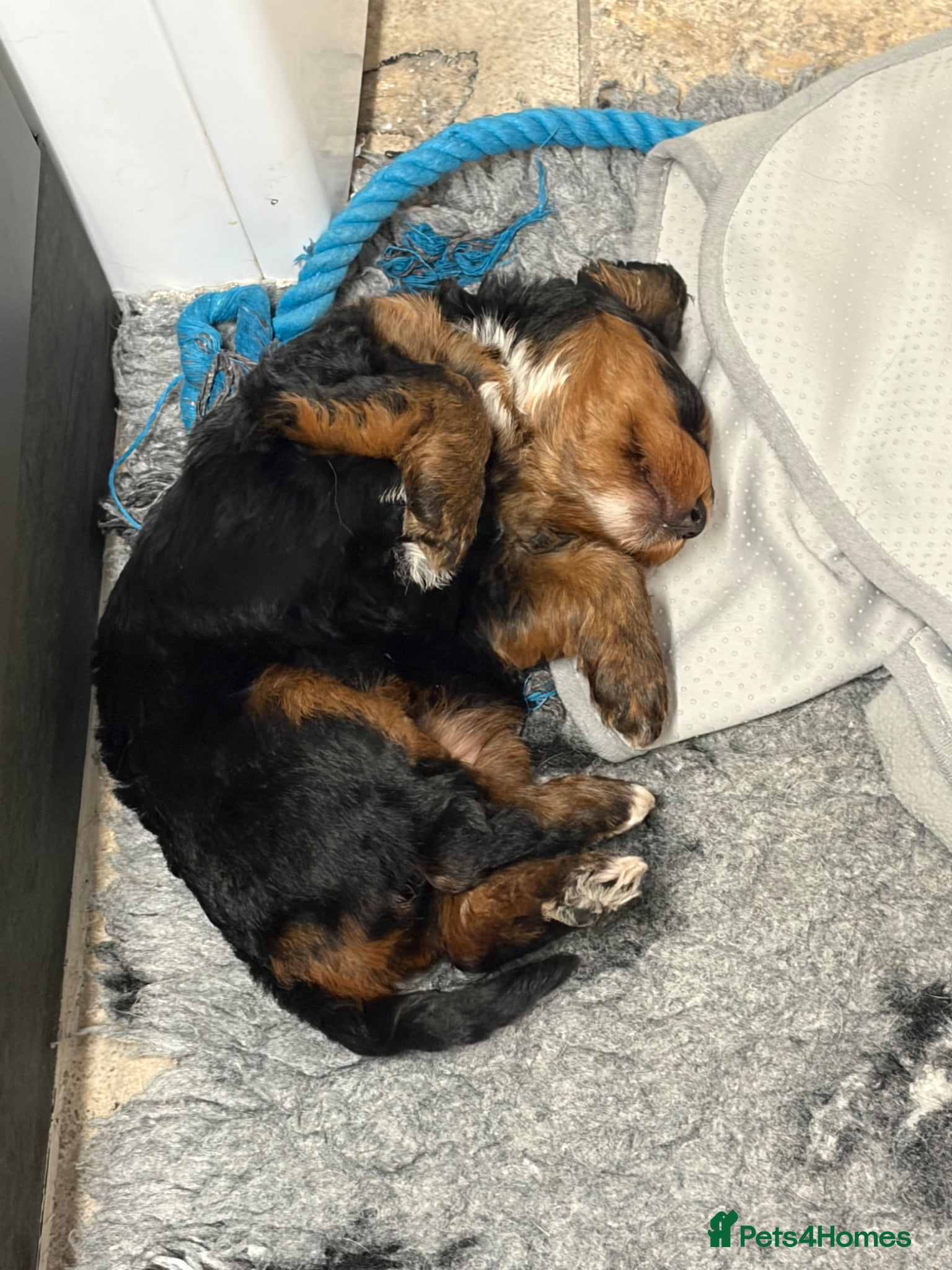Bernedoodle dogs for sale: Beautiful Bernedoodle girl - Advert 3