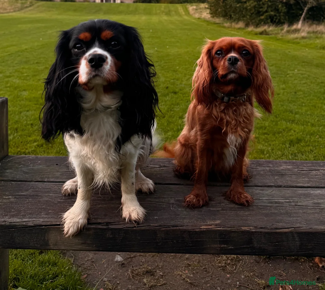 Cavalier King Charles Spaniel dogs for sale: 5 Gorgeous DNA health tested cavalier puppies  - Advert 1