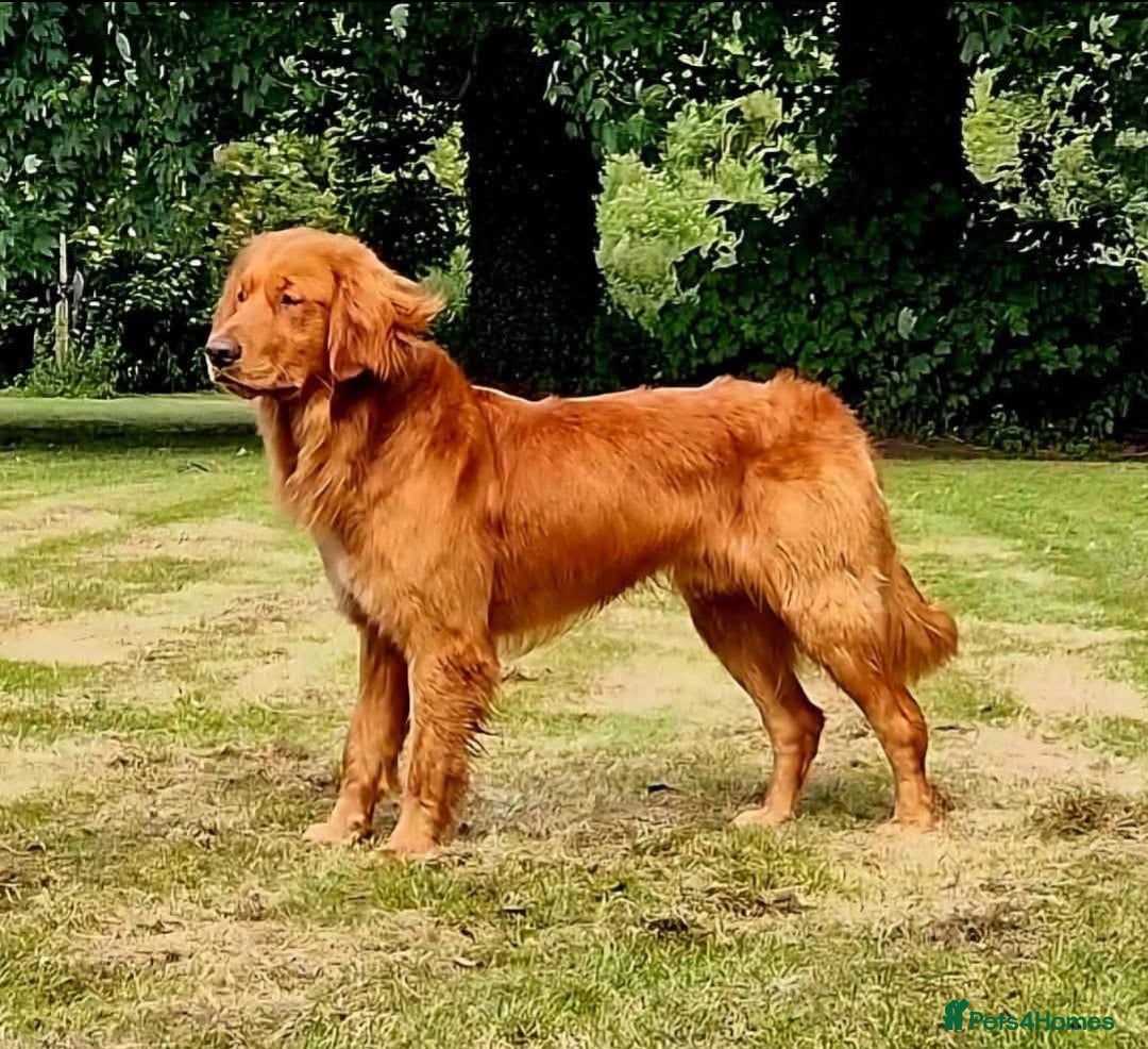 Golden Retriever dogs for sale: 4 ⭐️ licensed breeder through Doncaster council  - Image 6