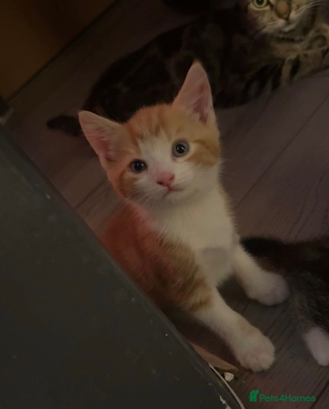 Mixed Breed cats Only 1 left!Gorgeous Kittens😍 Ready To Leave Now! - Advert 2