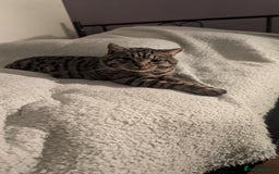 American Shorthair cats for sale: American Shorthair - Image 1