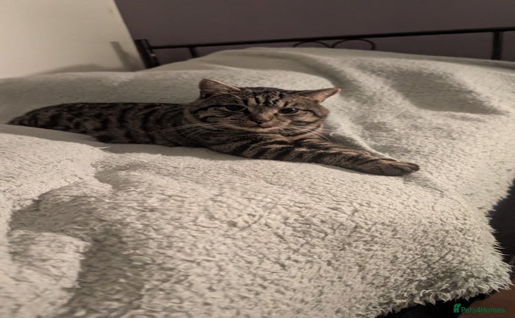 American Shorthair cats - Advert 2