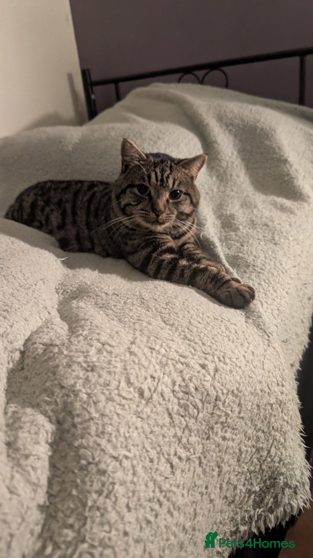 American Shorthair cats for sale: American Shorthair - Image 1
