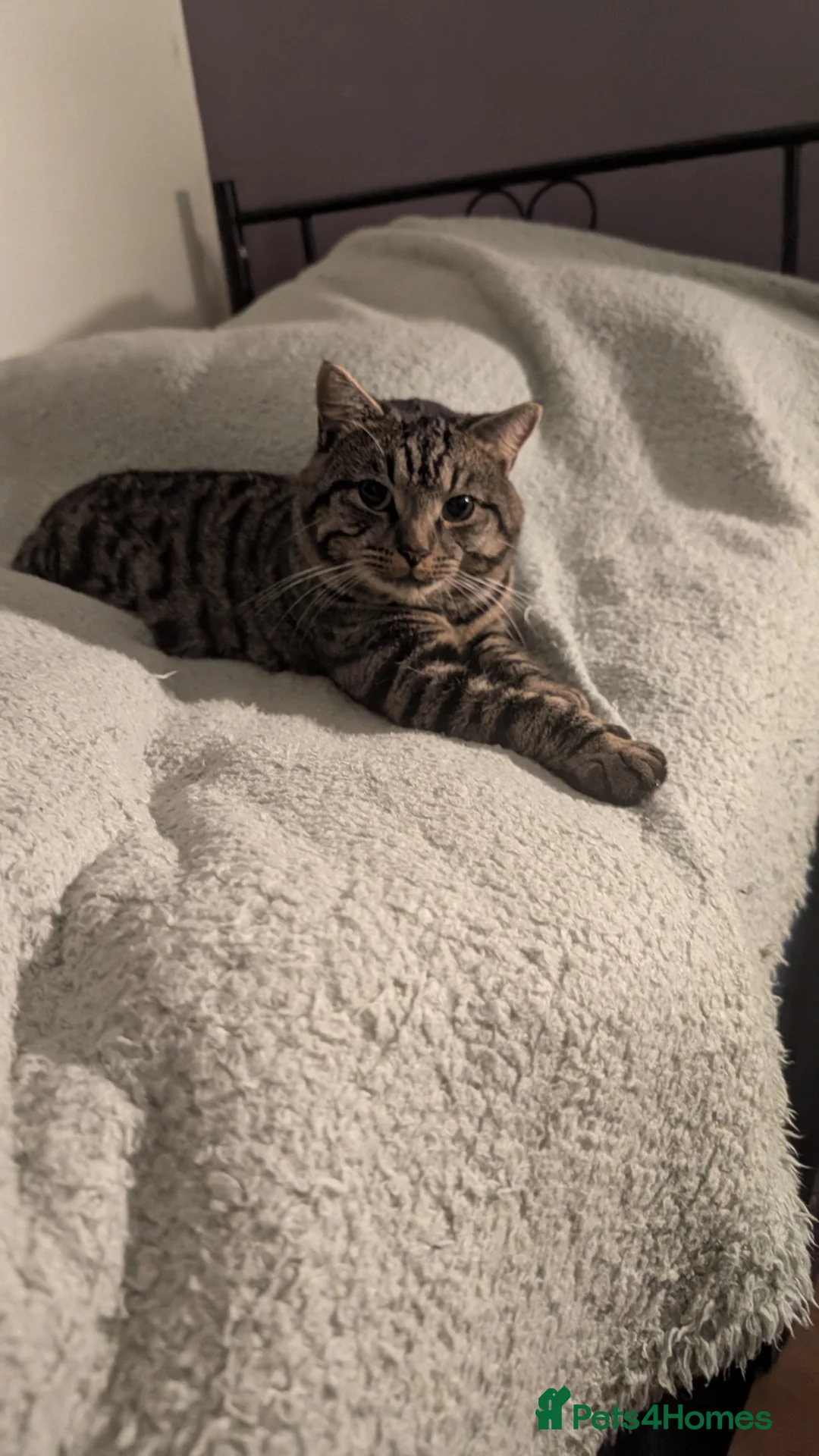 American Shorthair cats for sale: Bailey the Tabby Cat - Advert 1