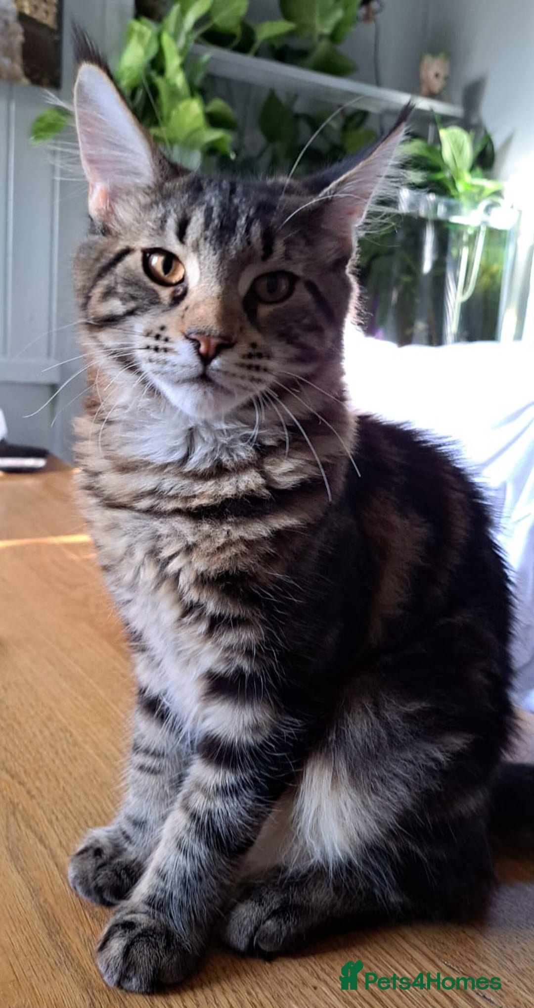 Maine Coon cats for sale: Purebred Maincoon Kitten - Image 4