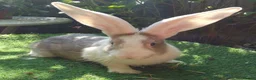 Continental Giant rabbits for sale: PURE Continental Giants - White Eared - Vaccinated - Advert 2