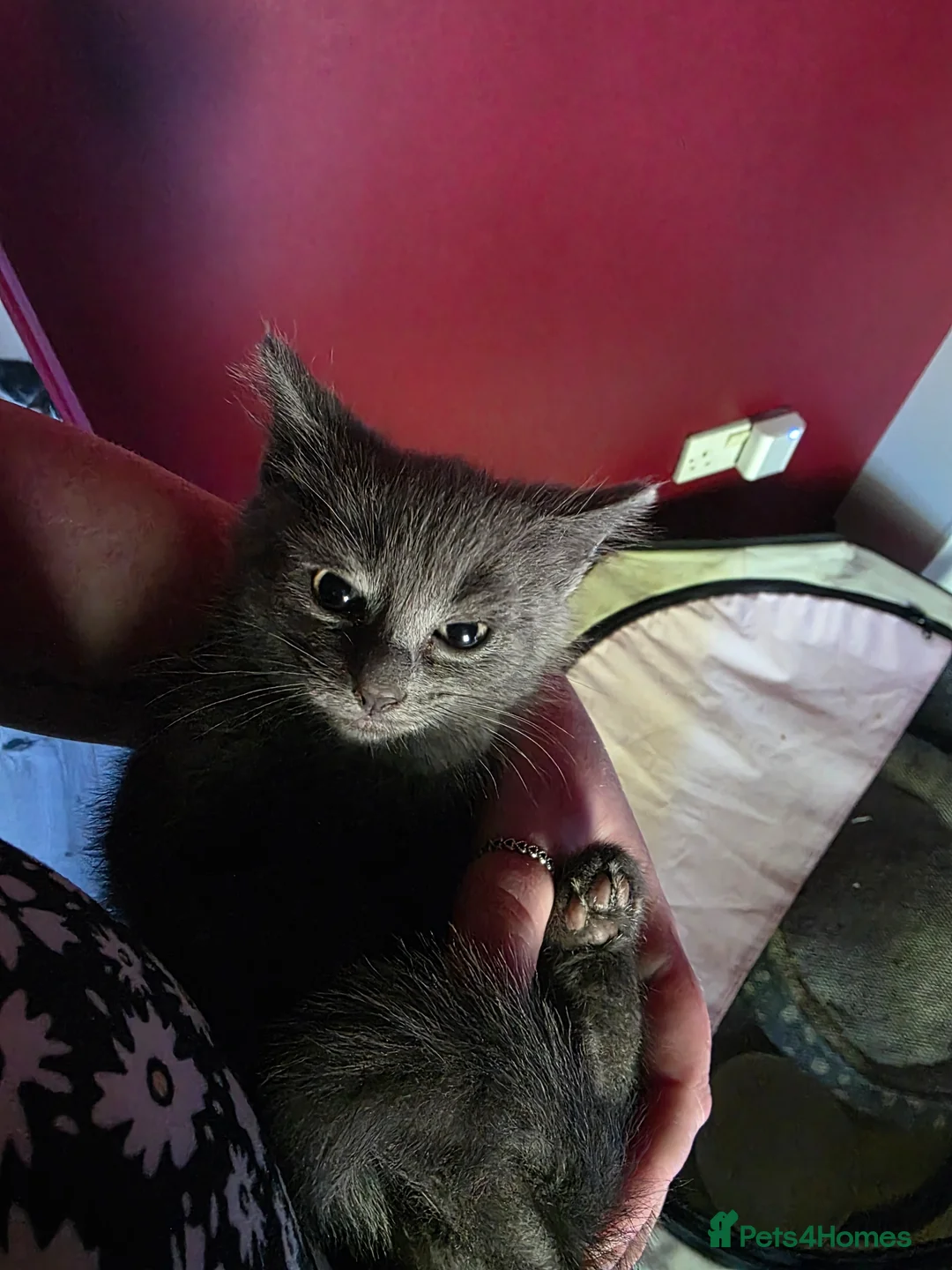 Mixed Breed cats for sale: Gorgeous Grey boy needing a loving family - Advert 3