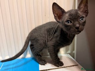 Sphynx cats Beautiful Sphynx and Elf kittens 🐾🩵🩷 - Advert 2