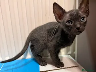 Sphynx cats 2 beautiful boys left 🐾🤎🖤 - Advert 18