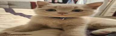 British Shorthair 1