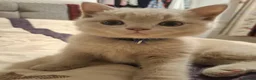 British Shorthair cats for sale: British Shorthair Kittens Looking for Loving Homes - Advert 7