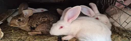 New Zealand rabbits for sale: Beautiful New Zealand bunny's  in Rotherham - Advert 7