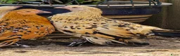 Chickens poultry for sale: Sablepoot Pullets - Advert 1