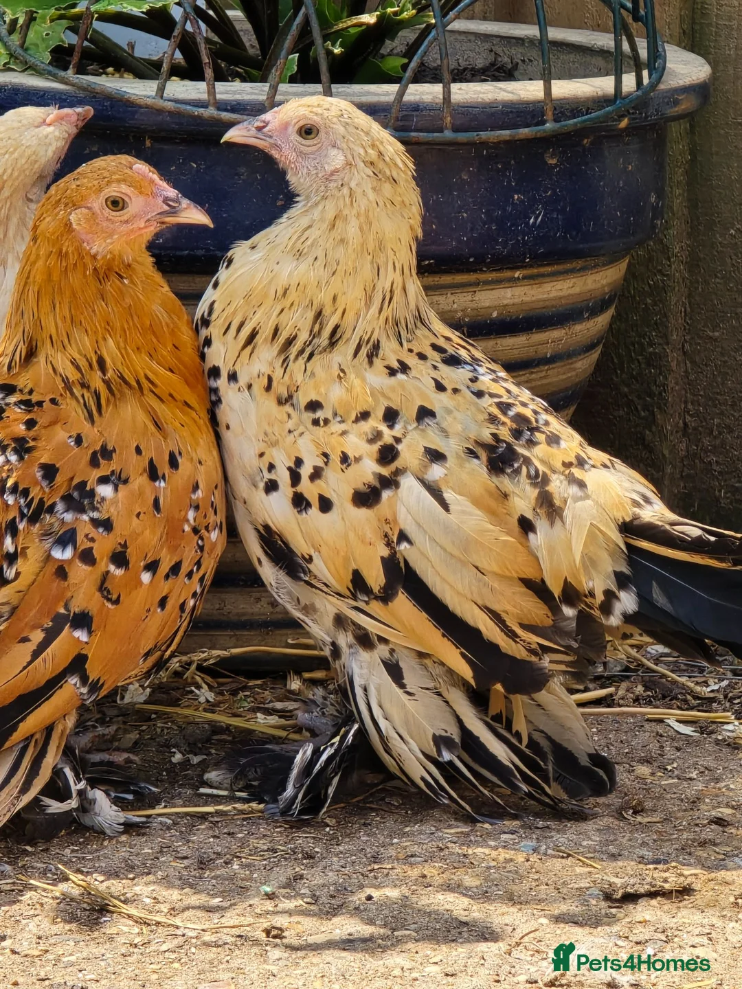 Chickens poultry for sale: Sablepoot Pullets - Advert 1