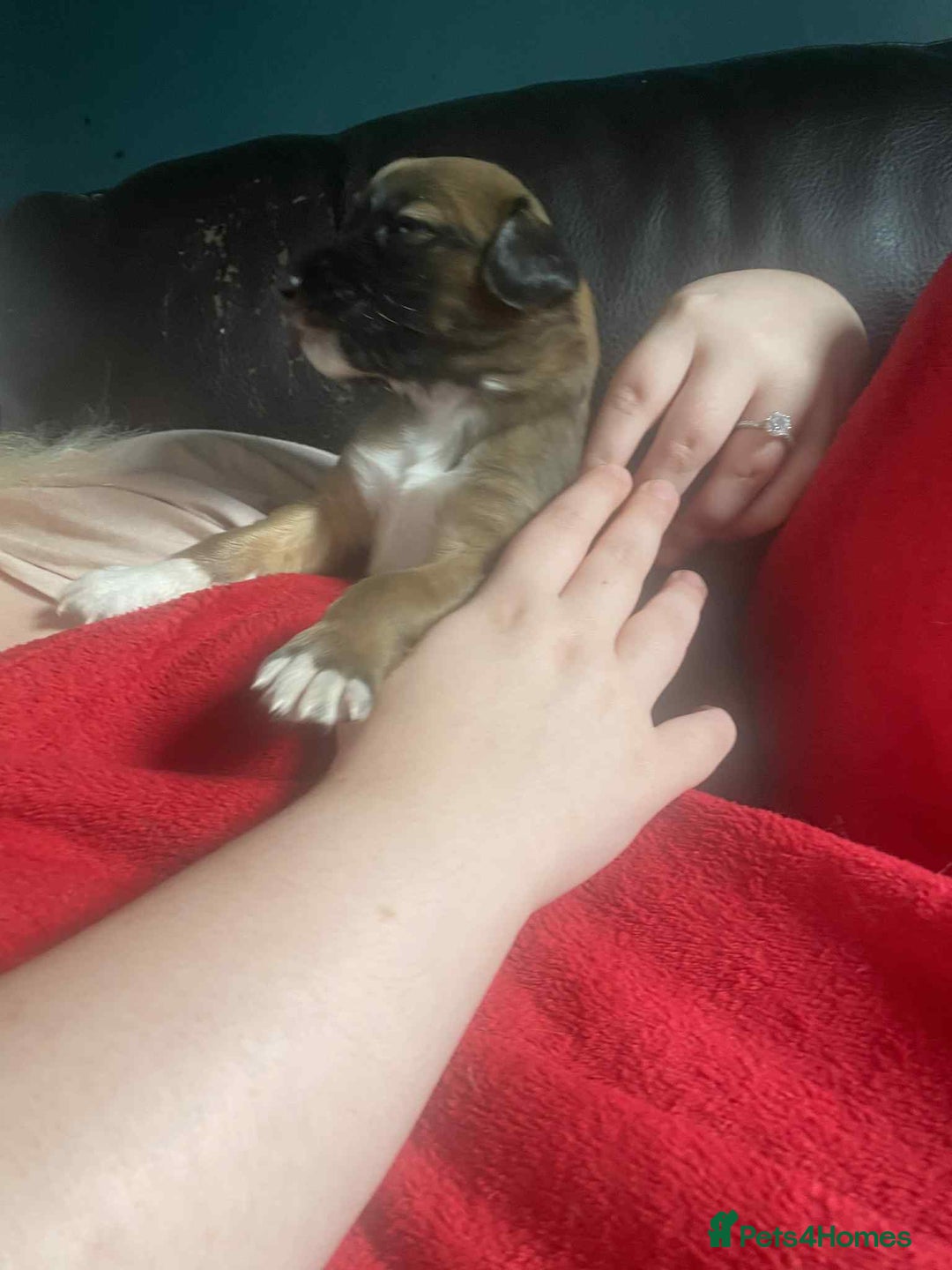 Mixed Breed dogs for sale: 3 tan girls remaining  - Image 19