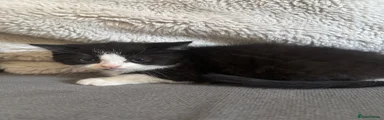 Persian 2