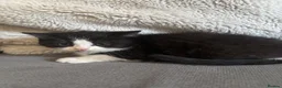 Persian cats for sale: Persian crossed kittens ready now  - Advert 9