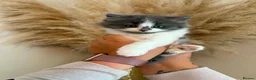 Mixed Breed cats for sale: Chunky fluffy kittens  - Advert 2