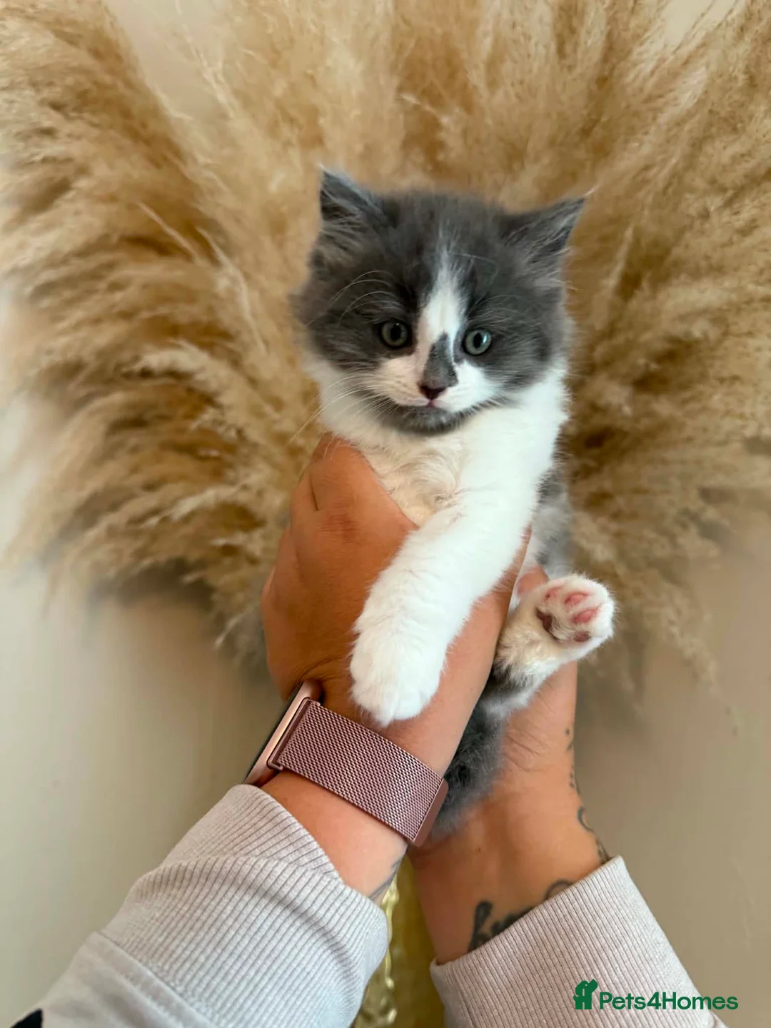 Mixed Breed cats for sale: Chunky fluffy kittens  - Advert 2