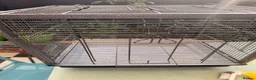 Budgerigars birds for sale: Two Budgies with Cage and Accessories in London - Advert 13
